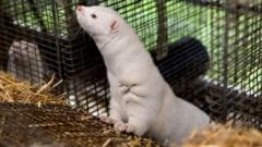 An agricultural enclosure at a commercial fur farm in Denmark.