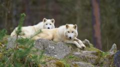 Wildpark Johannismühle in Brandenburg, where a girl was seriously injured in a wolf attack