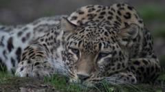 A Persian leopard inside an enclosure at a zoo or safari park