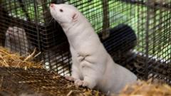 Row of cages at a commercial fur farm facility housing captive mink.