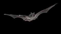 A close-up view of a rare woodland bat roosting in the hollow trunk of an ancient British tree.