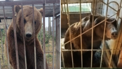 Brown bears Bu and Tyapa exploring their woodland enclosure at Wild Ireland sanctuary in Burnfoot, County Donegal